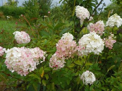 hydrangea pan. Polar Bear