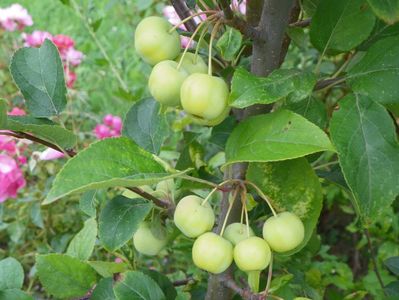 malus Red Sentinel