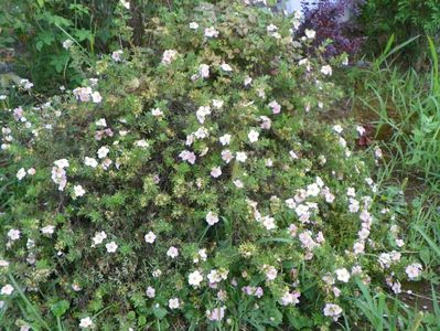 potentilla Lovely Pink