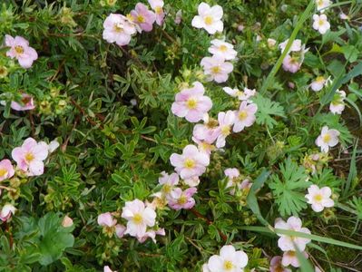 potentilla Lovely Pink