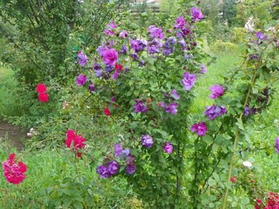 hibiscus syr. Duc de Brabant