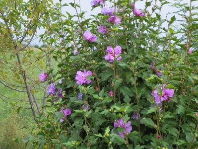 hibiscus syriacus Ardens