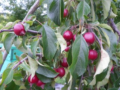 malus Cheals Weeping