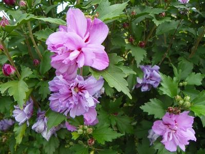 hibiscus syriacus Ardens