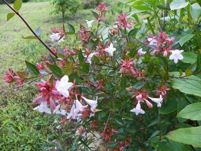 abelia grandiflora