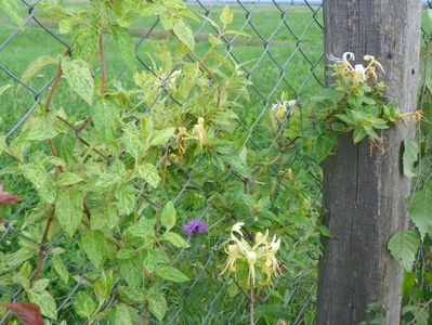 lonicera jap. Mint Crisp