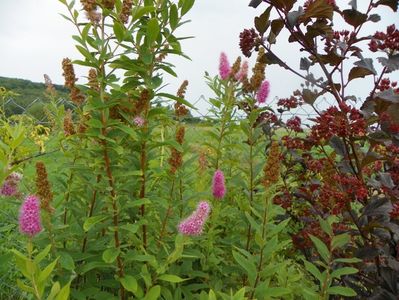 spiraea billardii Triumphans