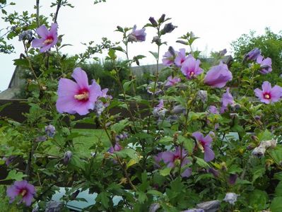 hibiscus syriacus