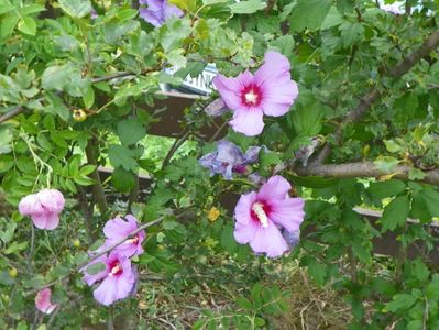 hibiscus syriacus