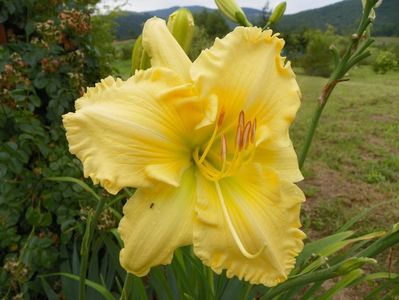 hemerocallis Yazoo Elsie Hintson