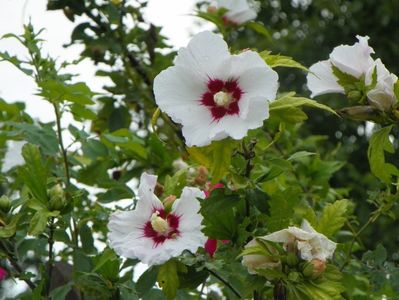 hibiscus syriacus