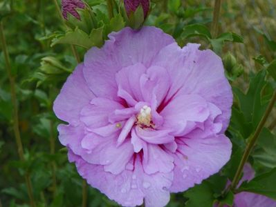 hibiscus syriacus Lavender Chiffon