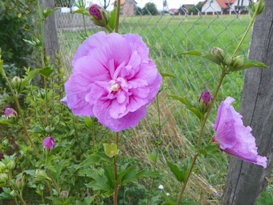 hibiscus syriacus Lavender Chiffon