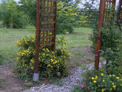 potentilla Goldfinger