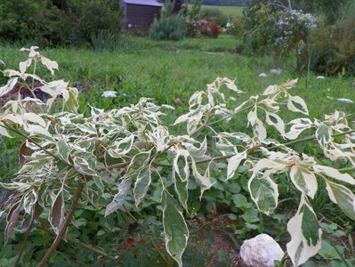 cornus controversa Variegata