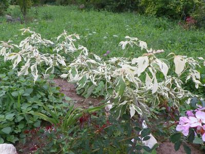 cornus controversa Variegata