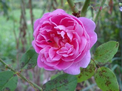 Cottage Rose