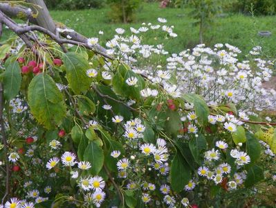 erigeron annuus