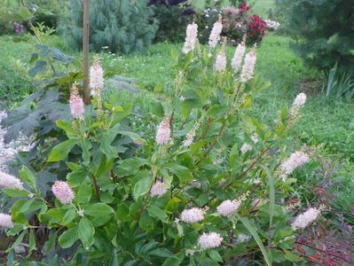 clethra alnifolia Rosea