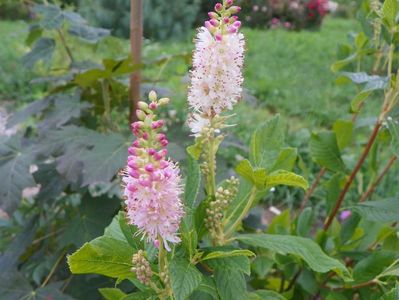 clethra alnifolia Rosea