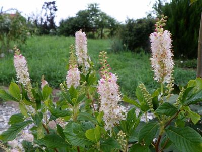 clethra alnifolia Rosea