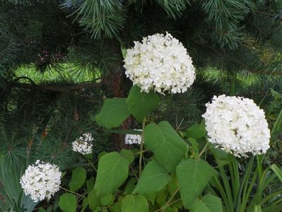 hydrangea arb. Annabell