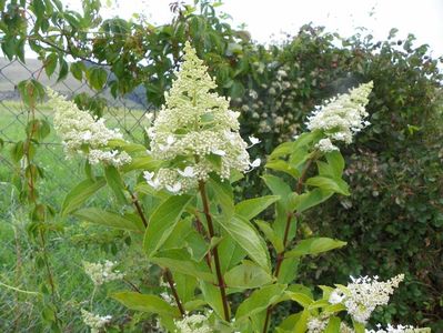 hydrangea pan. Grandiflora