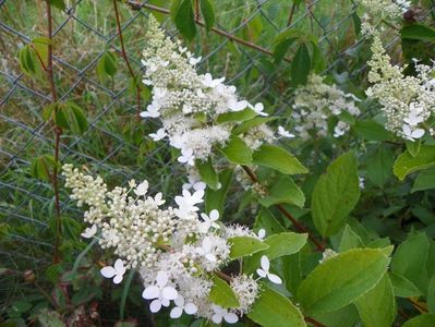 hydrangea pan. Grandiflora