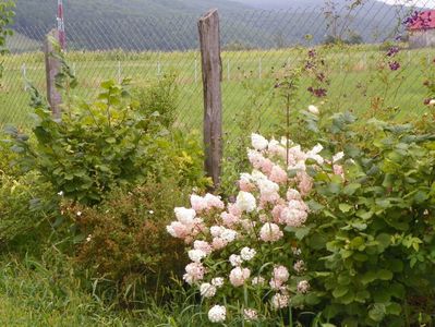 hydrangea pan. Sundae Fraise