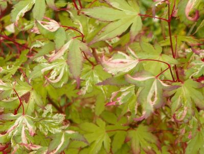 acer palm. Asahi Zuru