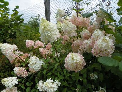 hydrangea pan. Sundae Fraise