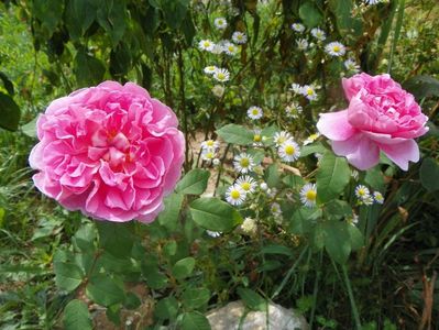 Cottage Rose