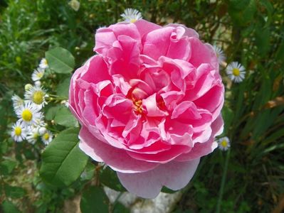 Cottage Rose