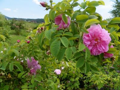 Autumn Damask