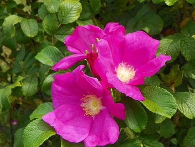 rugosa Rubra