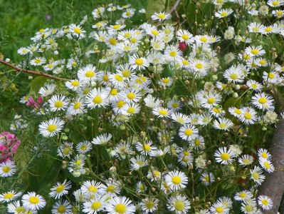 erigeron annuus