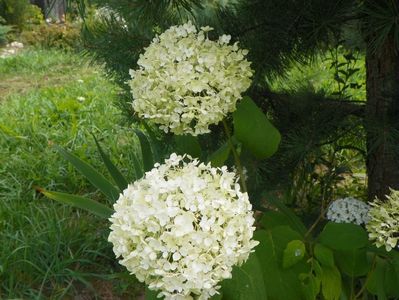 hydrangea Annabell