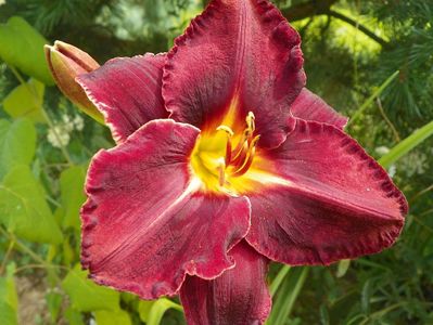 hemerocallis Longfields Black Magic