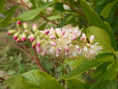 clethra alnifolia Rosea