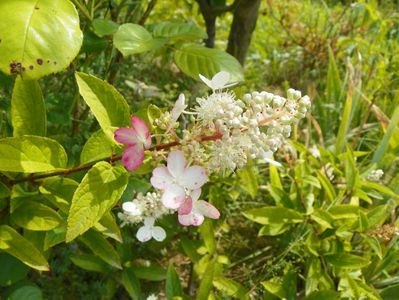 hydrangea paniculata Pinky Winky