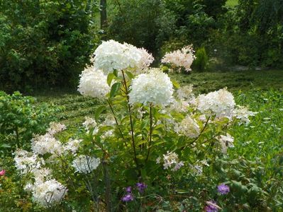 hydrangea paniculata Phantom