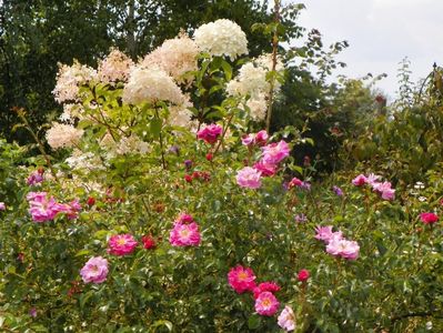 Magic Meidiland si hydrangea pan. Phantom