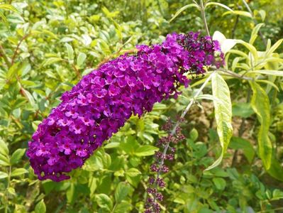 buddleja Santana