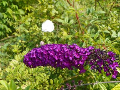 buddleja Santana