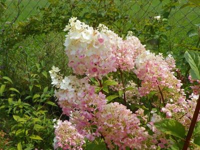 hydrangea paniculata Sundae Fraise