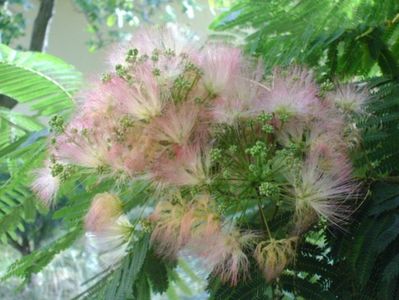 Albizia julibrissin (Arborele de matase)