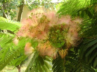 Albizia julibrissin (Arborele de matase)