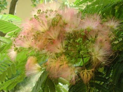 Albizia julibrissin (Arborele de matase)