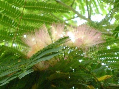 Albizia julibrissin (Arborele de matase)