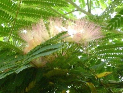 Albizia julibrissin (Arborele de matase)